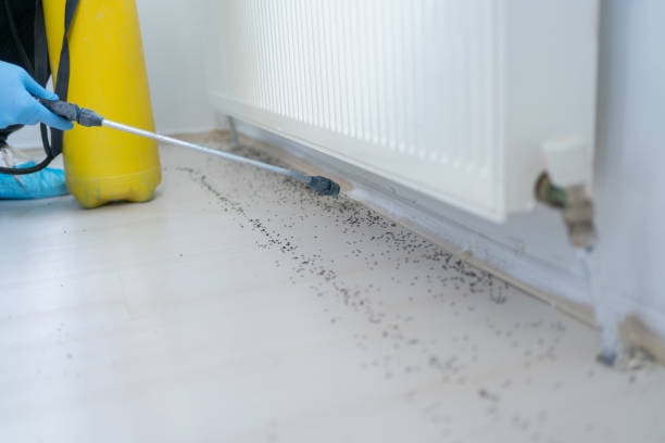 Best Termite Control Services  in Alva, FL